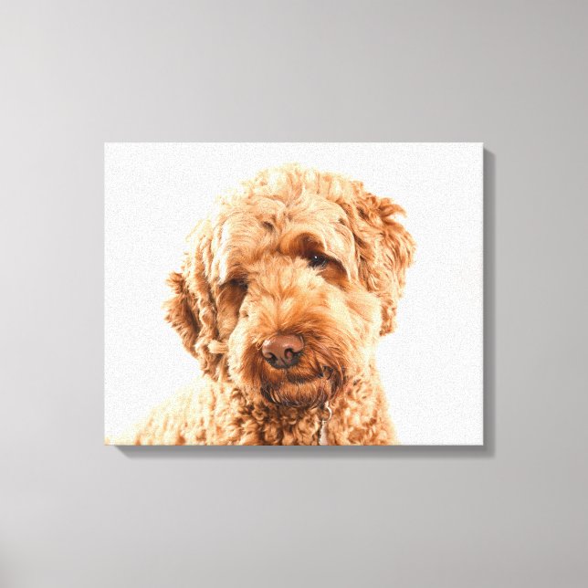 Goldendoodle Studio Leinwanddruck (Vorderseite)