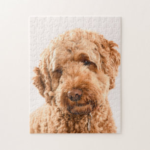 Goldendoodle Studio Portrait