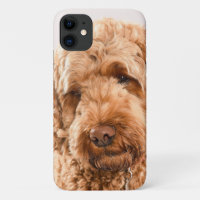 Goldendoodle Studio Portrait