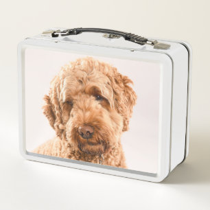 Goldendoodle Studio Portrait Metall Brotdose