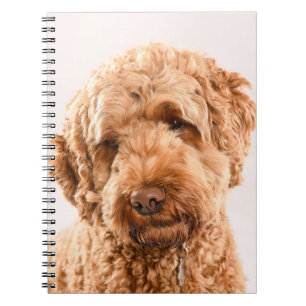 Goldendoodle Studio Portrait Notizblock