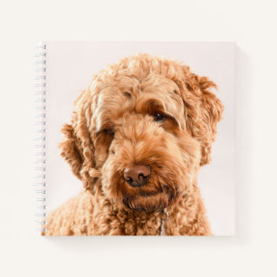 Goldendoodle Studio Portrait Notizbuch