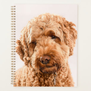 Goldendoodle Studio Portrait Planer