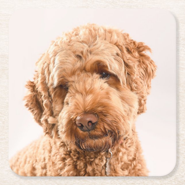 Goldendoodle Studio Portrait Rechteckiger Pappuntersetzer (Vorderseite)
