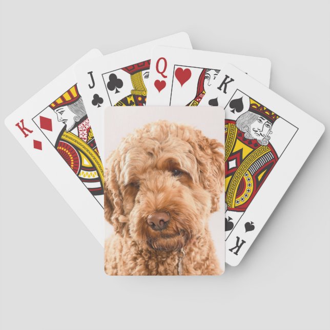 Goldendoodle Studio Portrait Spielkarten (Rückseite)