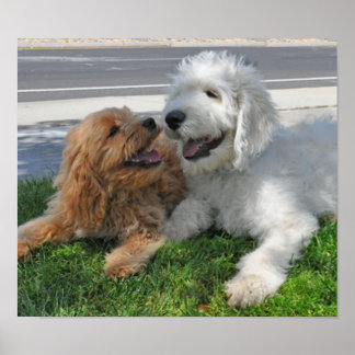 Goldendoodle- und Labradoodfreunde Poster