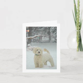Goldendoodle Weihnachten