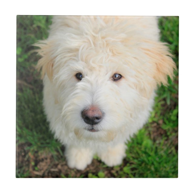 Goldendoodle Welpe Blick auf Kamera Fliese (Vorderseite)