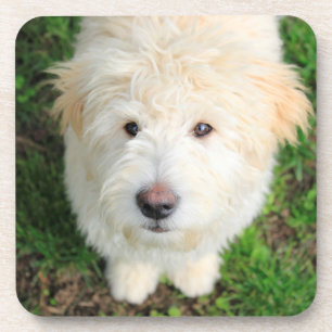 Goldendoodle Welpe Blick auf Kamera Getränkeuntersetzer