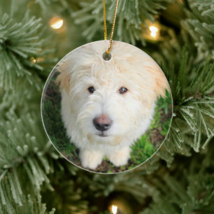 Goldendoodle Welpe Blick auf Kamera Keramik Ornament