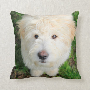 Goldendoodle Welpe Blick auf Kamera Kissen