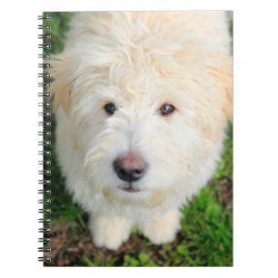 Goldendoodle Welpe Blick auf Kamera Notizblock