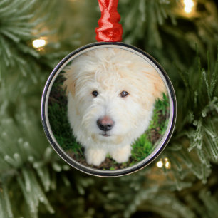 Goldendoodle Welpe Blick auf Kamera Ornament Aus Metall