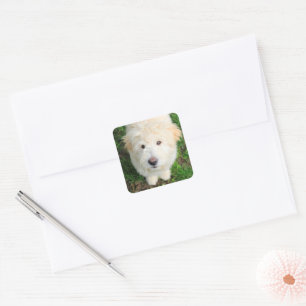 Goldendoodle Welpe Blick auf Kamera Quadratischer Aufkleber