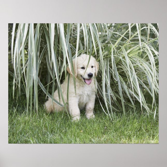 Goldendoodle-Welpe, die unter großen Gräsern sitzt Poster (Vorne)