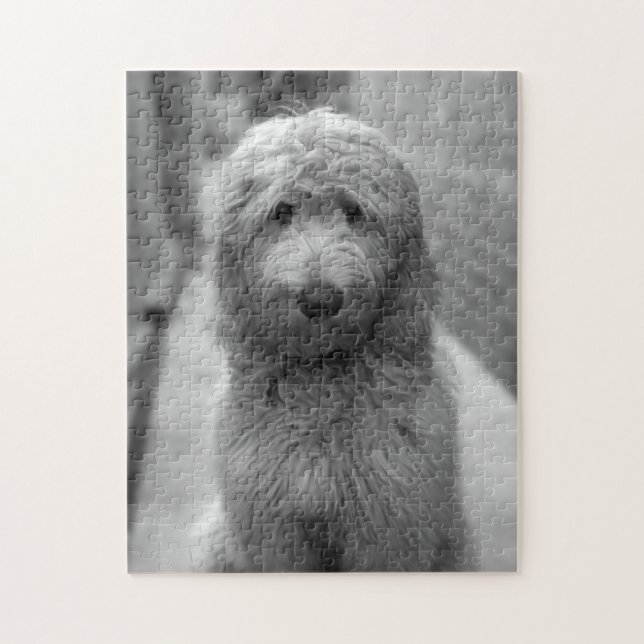 Goldendoodle-Welpe im Garten (Vertikal)