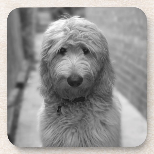 Goldendoodle-Welpe im Garten Getränkeuntersetzer (Vorderseite)