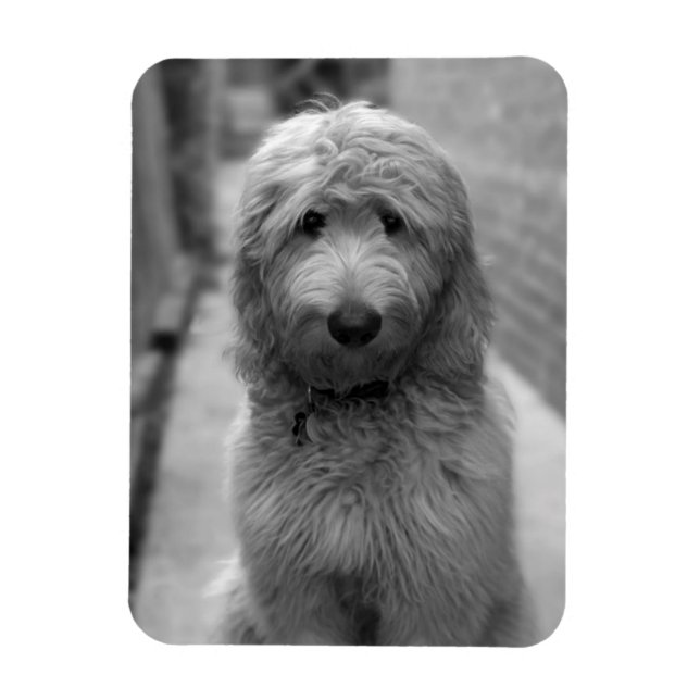 Goldendoodle-Welpe im Garten Magnet (Vertikal)
