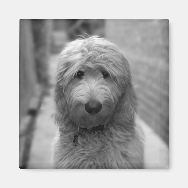 Goldendoodle-Welpe im Garten Magnet (Vorne)