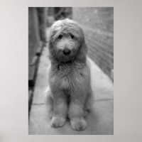 Goldendoodle-Welpe im Garten