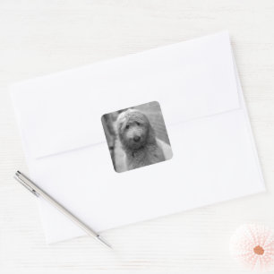 Goldendoodle-Welpe im Garten Quadratischer Aufkleber