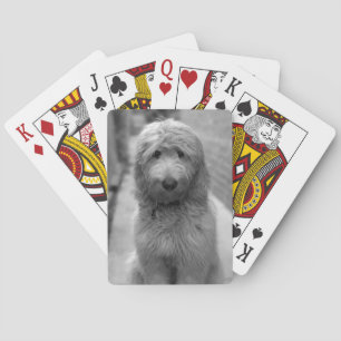 Goldendoodle-Welpe im Garten Spielkarten