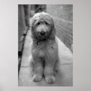 Goldendoodle-Welpe im Hinterhof Poster