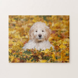 Goldendoodle Welpe in Herbstlauben