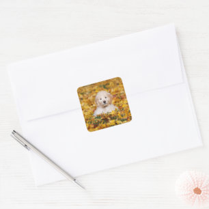 Goldendoodle Welpe in Herbstlauben Quadratischer Aufkleber