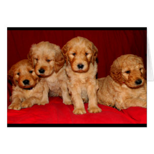 Goldendoodle Welpe jeder Art von Okcasionskarte