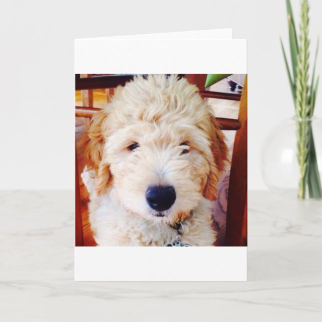 Goldendoodle Welpe Karte (Vorderseite)
