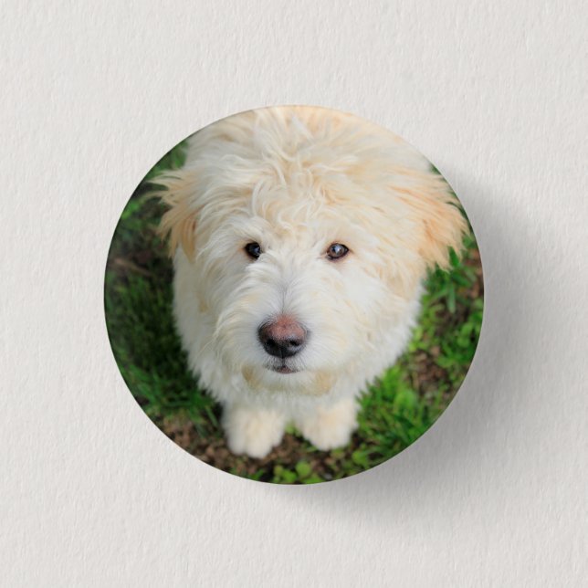 Goldendoodle-Welpe mit Kamera Button (Vorderseite)
