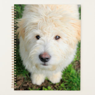 Goldendoodle-Welpe mit Kamera Planer