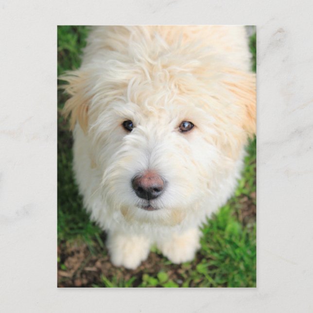 Goldendoodle-Welpe mit Kamera Postkarte (Vorderseite)