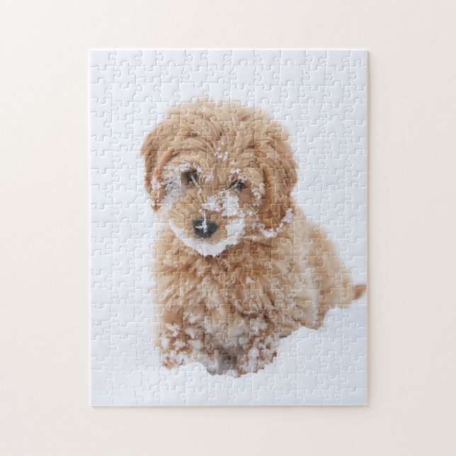Goldendoodle Welpe mit Schnee im Gesicht (Vertikal)