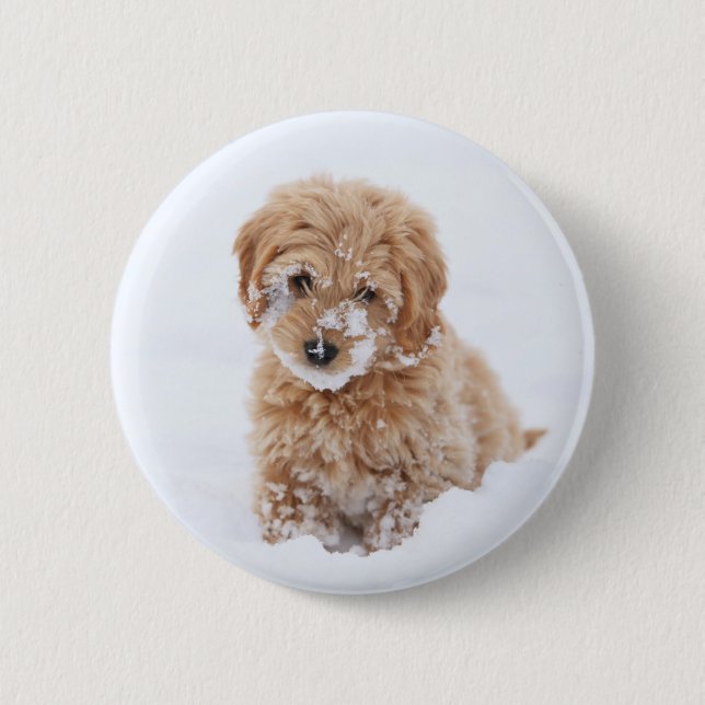 Goldendoodle-Welpe mit Schnee im Gesicht Button (Vorderseite)