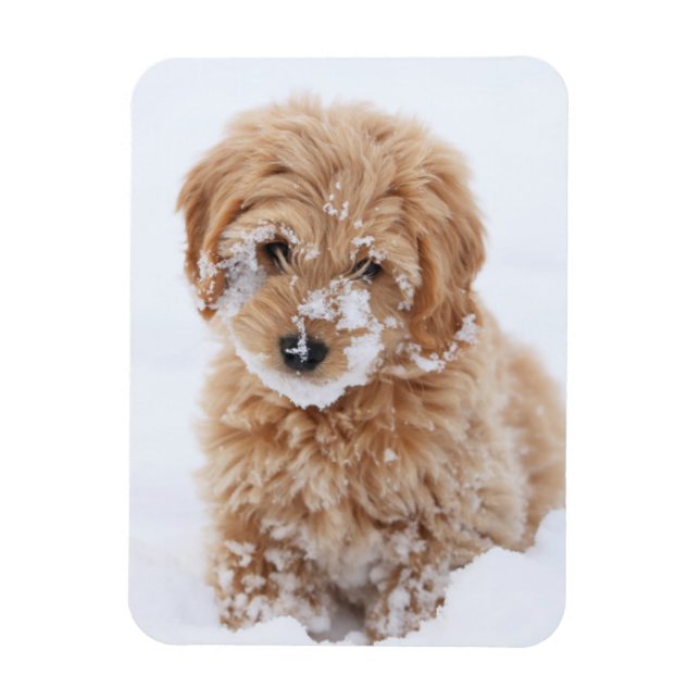 Goldendoodle-Welpe mit Schnee im Gesicht Magnet (Vertikal)