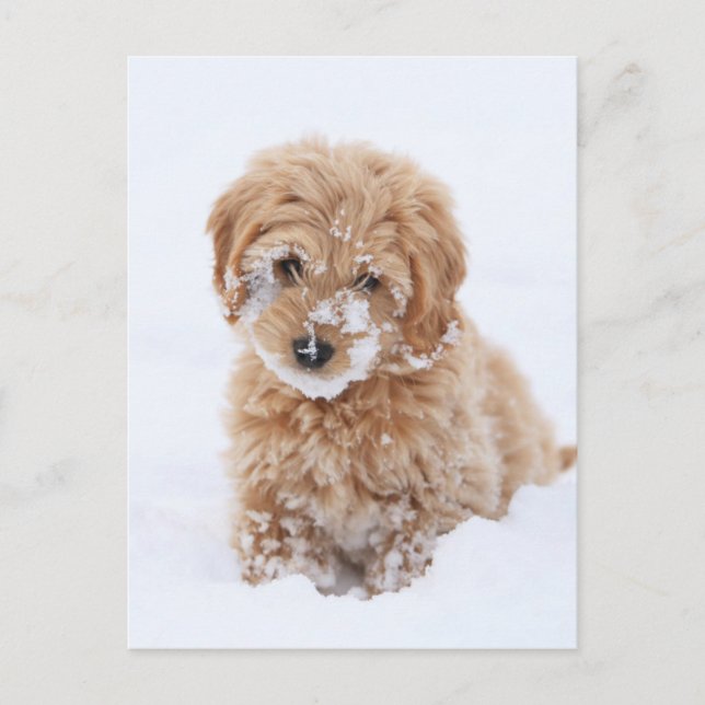 Goldendoodle-Welpe mit Schnee im Gesicht Postkarte (Vorderseite)