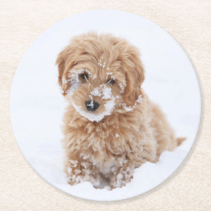Goldendoodle Welpe mit Schnee im Gesicht Runder Pappuntersetzer