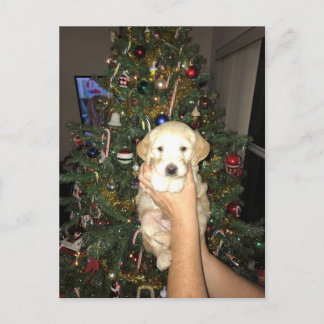GoldenDoodle Welpe mit Weihnachtsbaum Feiertagspostkarte