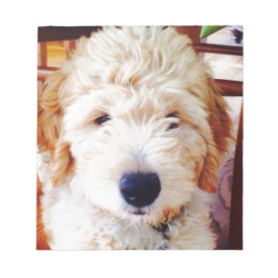 Goldendoodle Welpe Notizblock