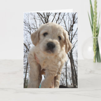 Goldendoodle Welpen-Gruß-Karte Karte
