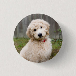Goldendoodle Welpen im Gras Button