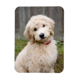 Goldendoodle Welpen im Gras Magnet