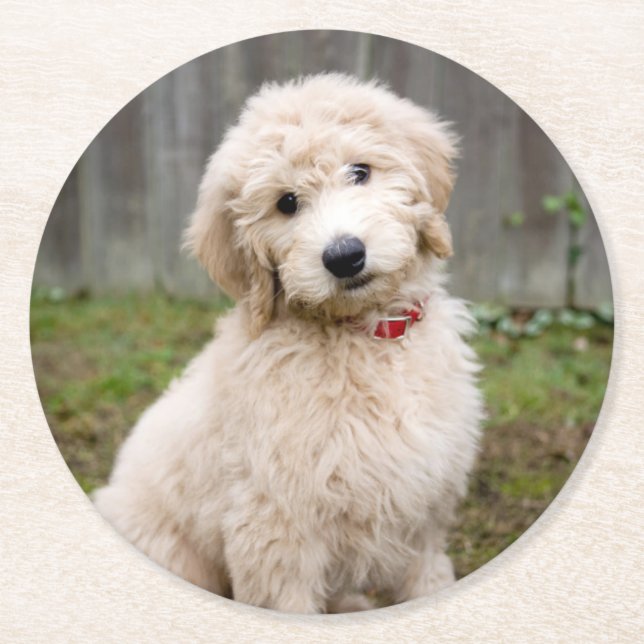 Goldendoodle Welpen im Gras Runder Pappuntersetzer (Vorderseite)