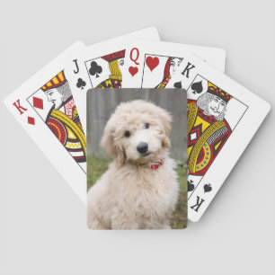 Goldendoodle Welpen im Gras Spielkarten