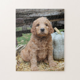 Goldendoodle Welpen-Puzzle
