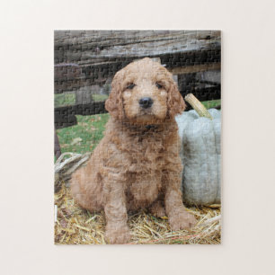 Goldendoodle Welpen-Puzzle