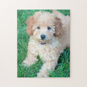 Goldendoodle Welpen-Puzzlespiel