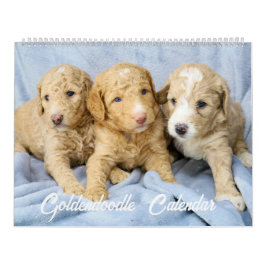 Goldendoodle Welpenkalender Kalender